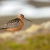 Brehous rudy - Limosa lapponica - Bar-tailed Godwit 7808